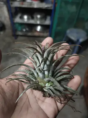 ইনডোর প্ল্যান্ট