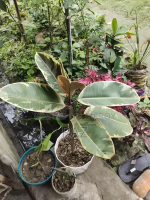 ইনডোর প্ল্যান্ট