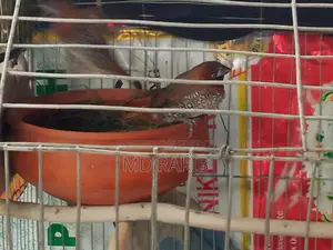 একজোড়া মুনিয়া পাখি