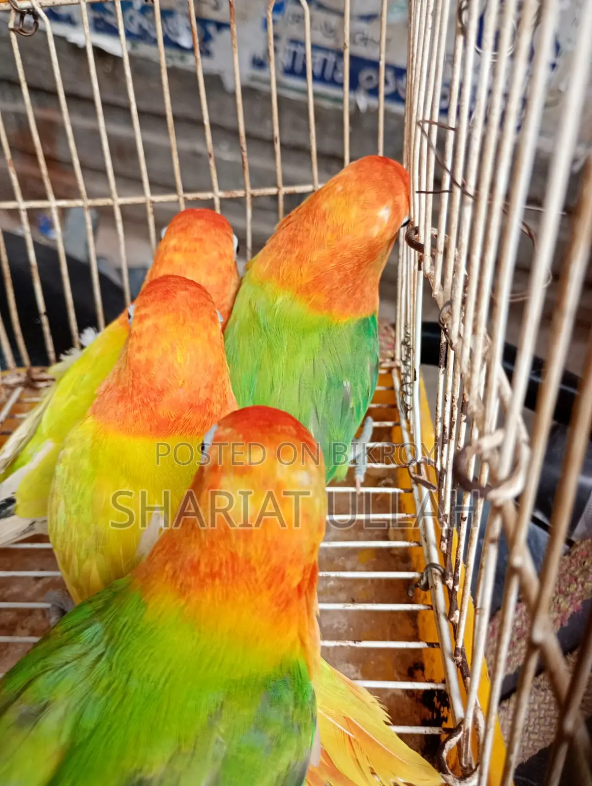 Love Bird