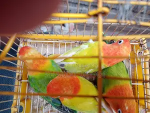 Love Bird