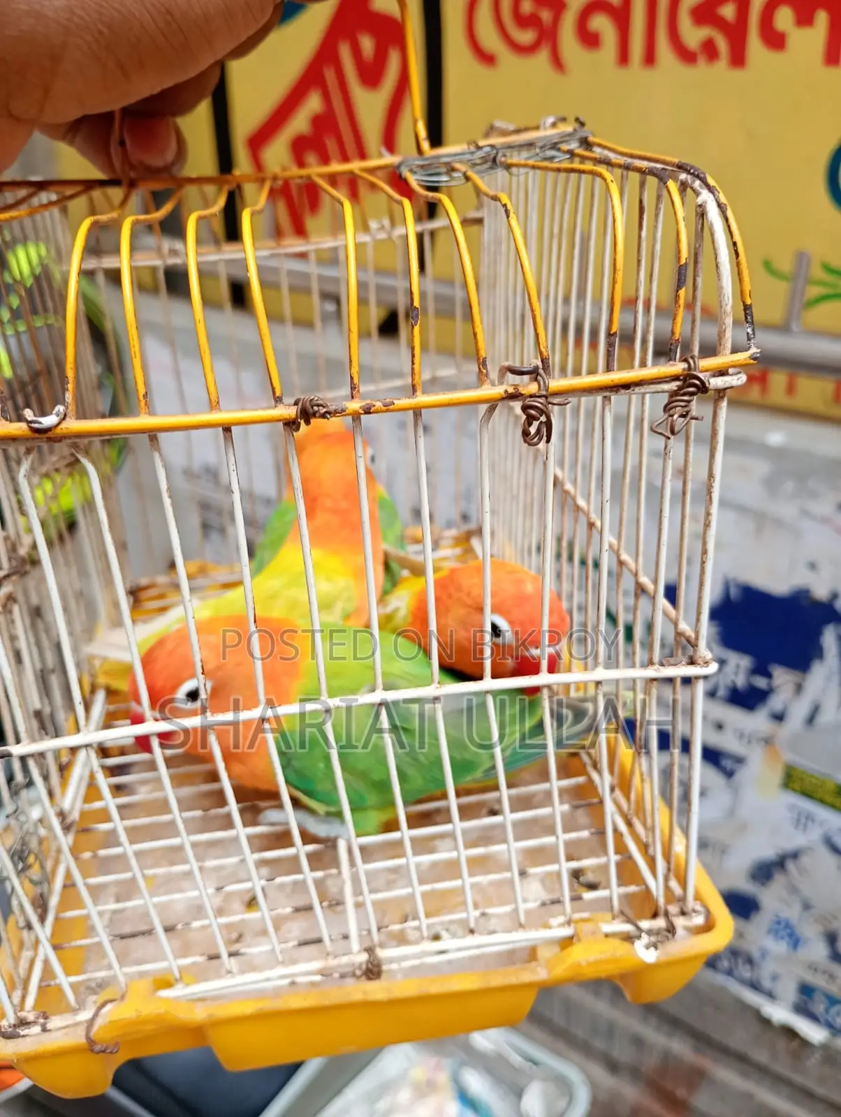 Love Bird
