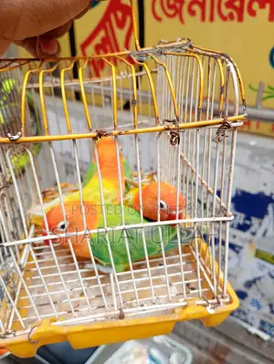 Love Bird