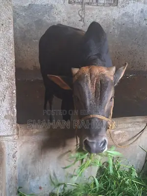 দেশি গরু বিক্রি