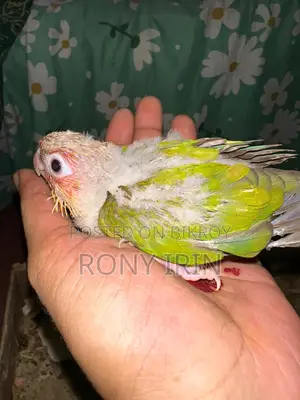 লাভ বার্ড, ককাটেল, কনার বেবি