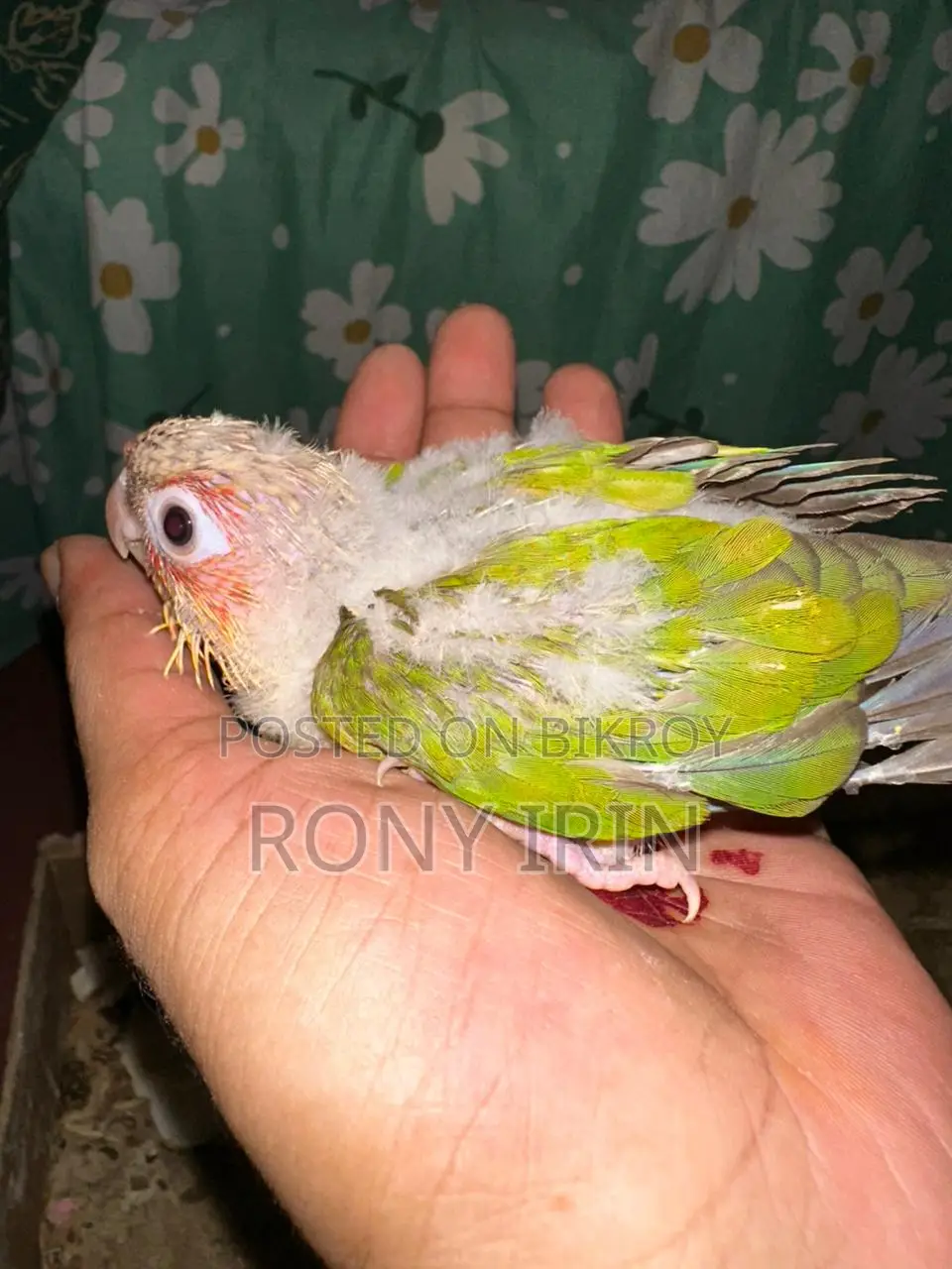 লাভ বার্ড, ককাটেল, কনার বেবি