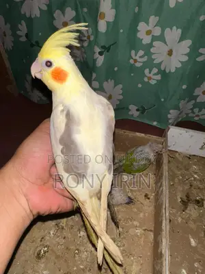 লাভ বার্ড, ককাটেল, কনার বেবি