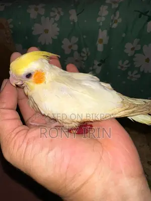 লাভ বার্ড, ককাটেল, কনার বেবি