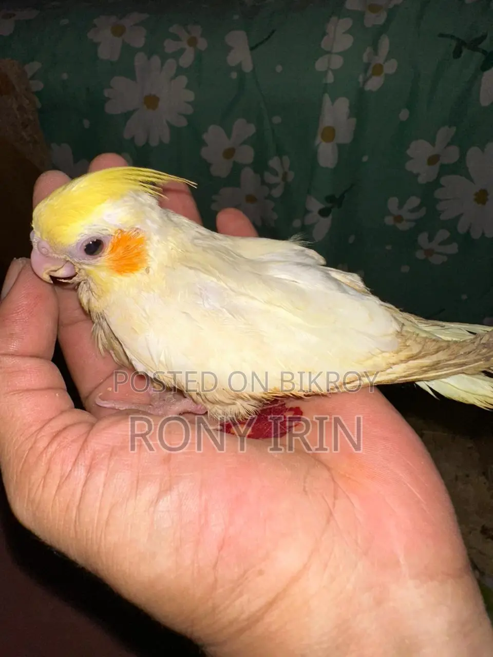 লাভ বার্ড, ককাটেল, কনার বেবি