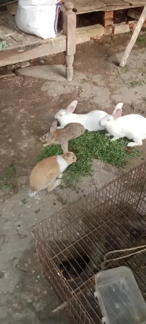 Active Rabbits