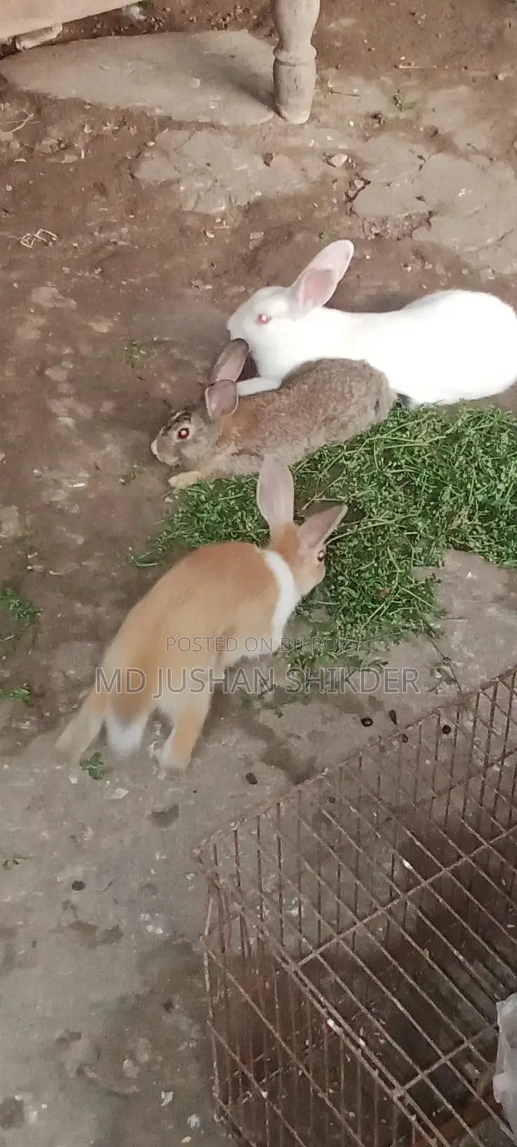 Active Rabbits