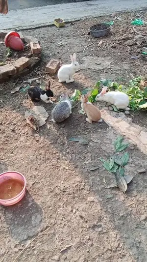 Active Rabbits