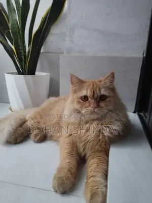 Pure Persian Adult Male