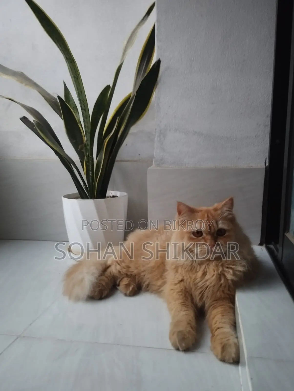 Pure Persian Adult Male