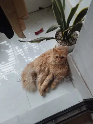 Pure Persian Adult Male