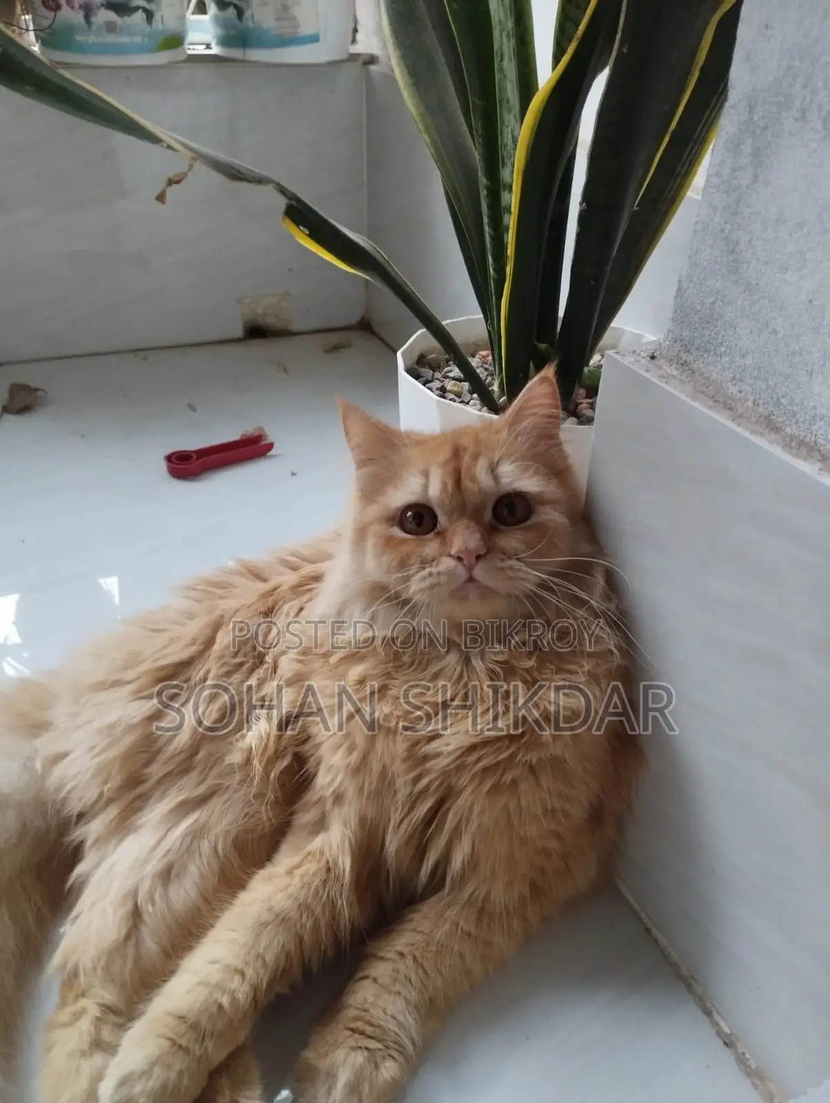 Pure Persian Adult Male