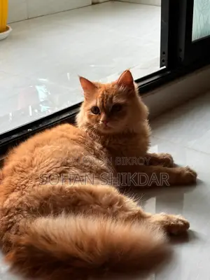 Pure Persian Adult Male