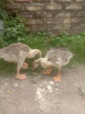রাজা হাস হাত বদল হবে
