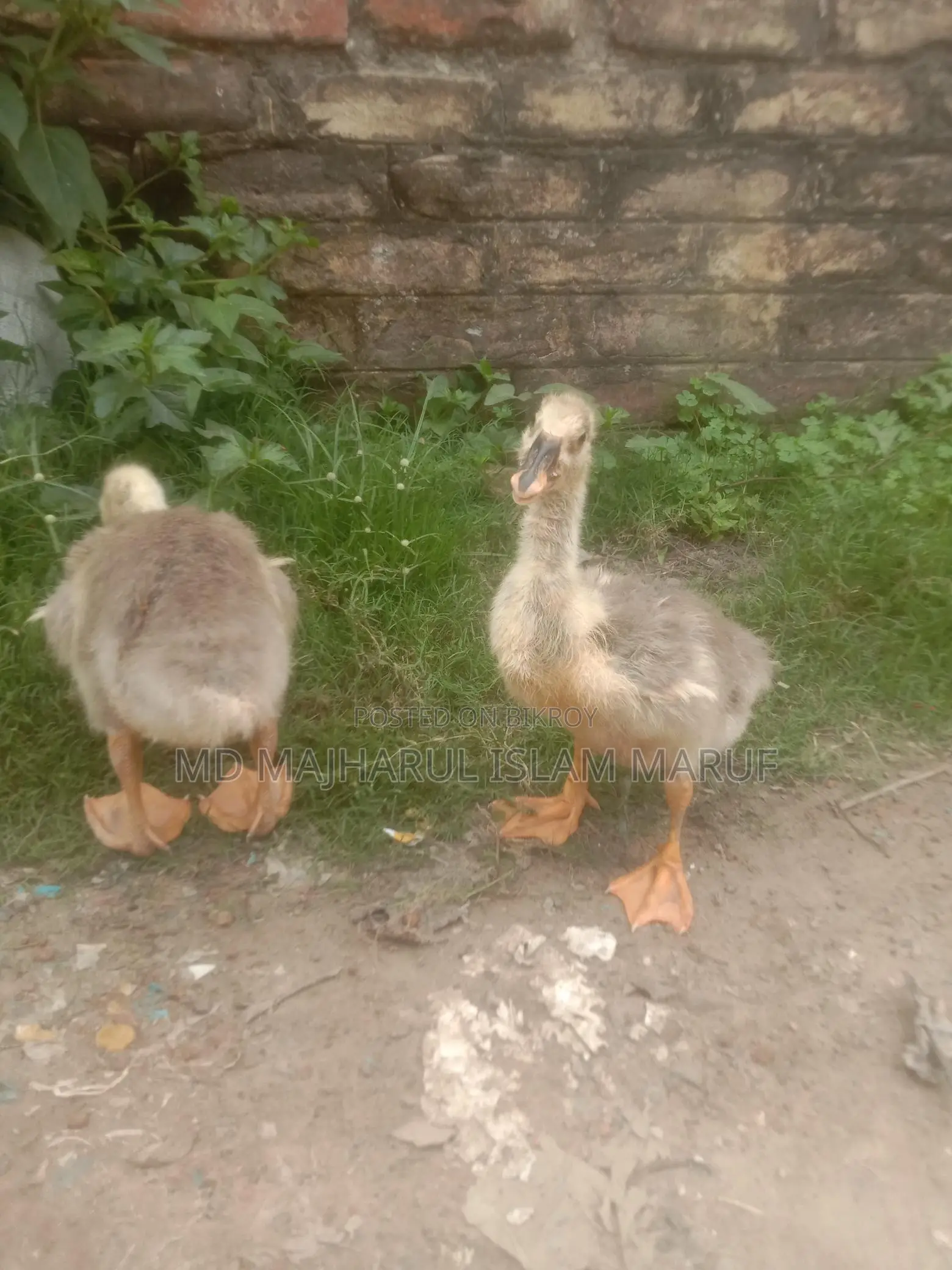 রাজা হাস হাত বদল হবে