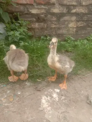 রাজা হাস হাত বদল হবে