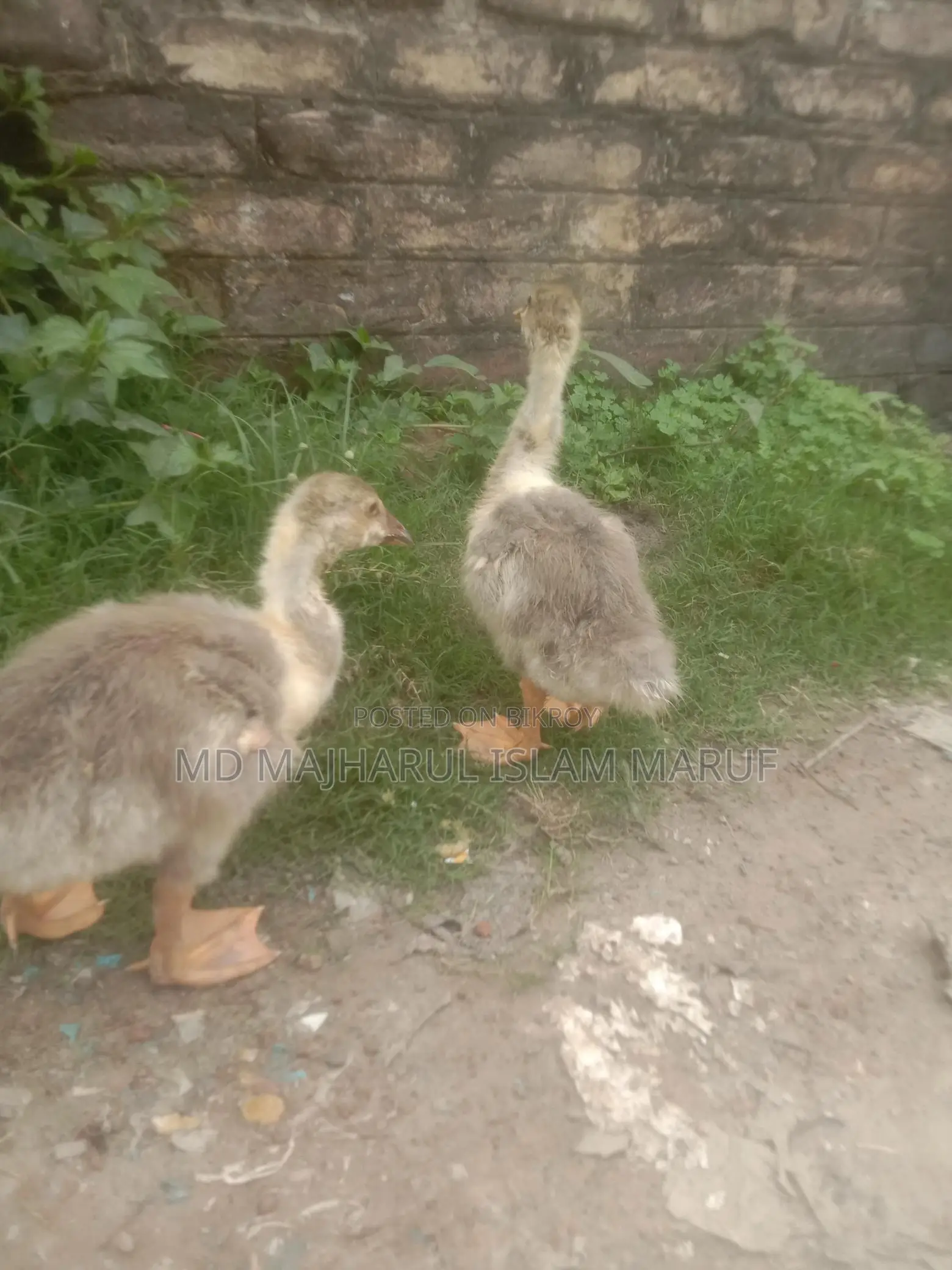 রাজা হাস হাত বদল হবে