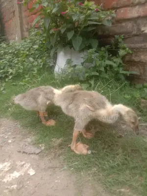 রাজা হাস হাত বদল হবে