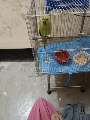 সবুজ টিয়া মেয়ে পাখি