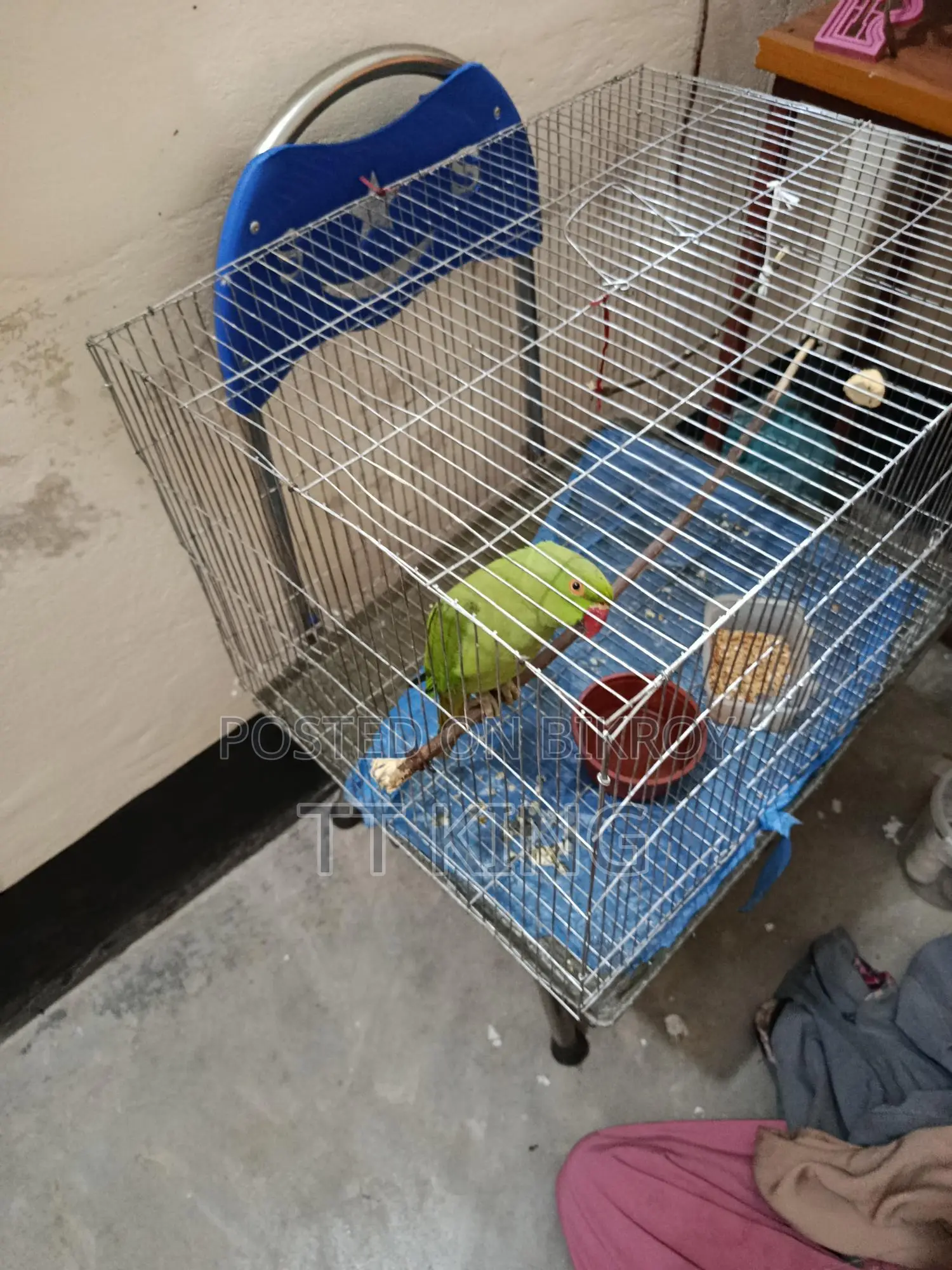 Green Tiya Female Bird