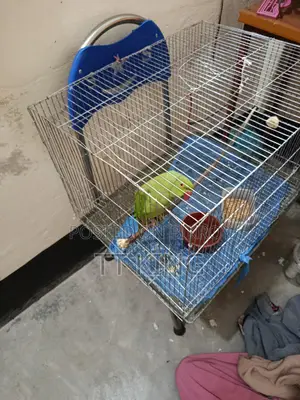 Green Tiya Female Bird