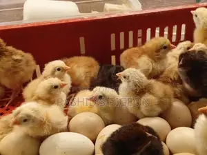 বাচচা মুরগির টাইগার