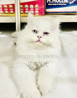 Persian Kitten
