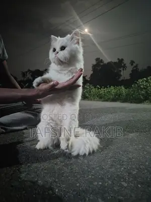 1+ year Male Purebred Persian