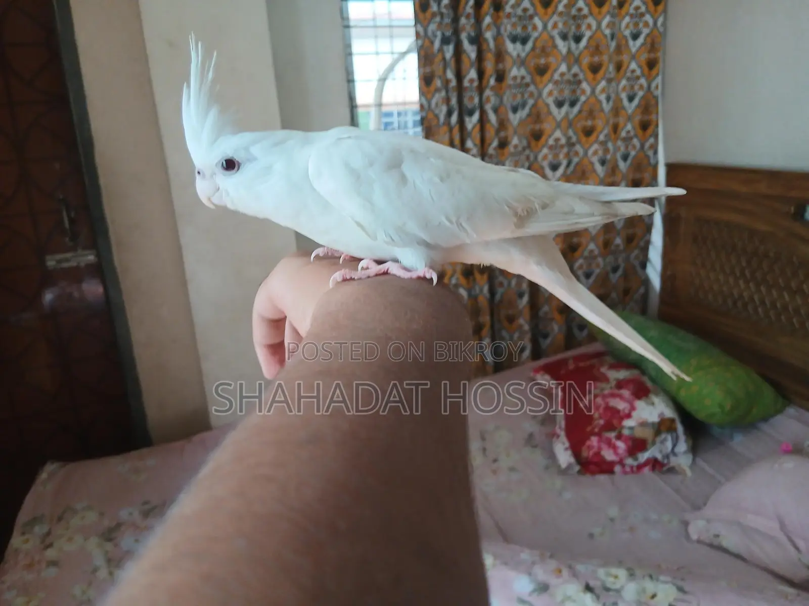 Red Eye Albino Cokatail