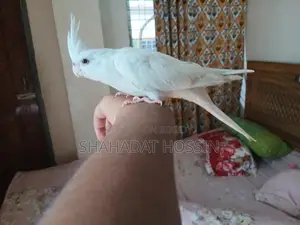 Red Eye Albino Cokatail