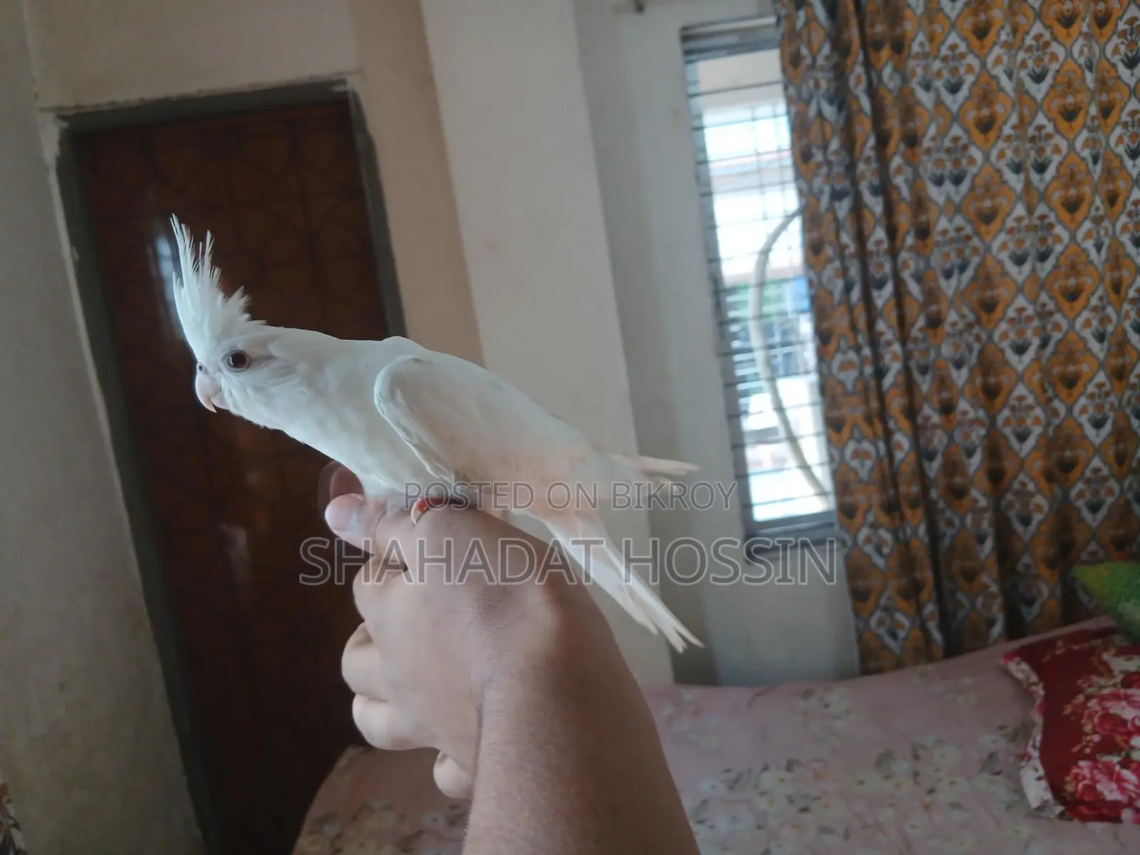 Red Eye Albino Cokatail