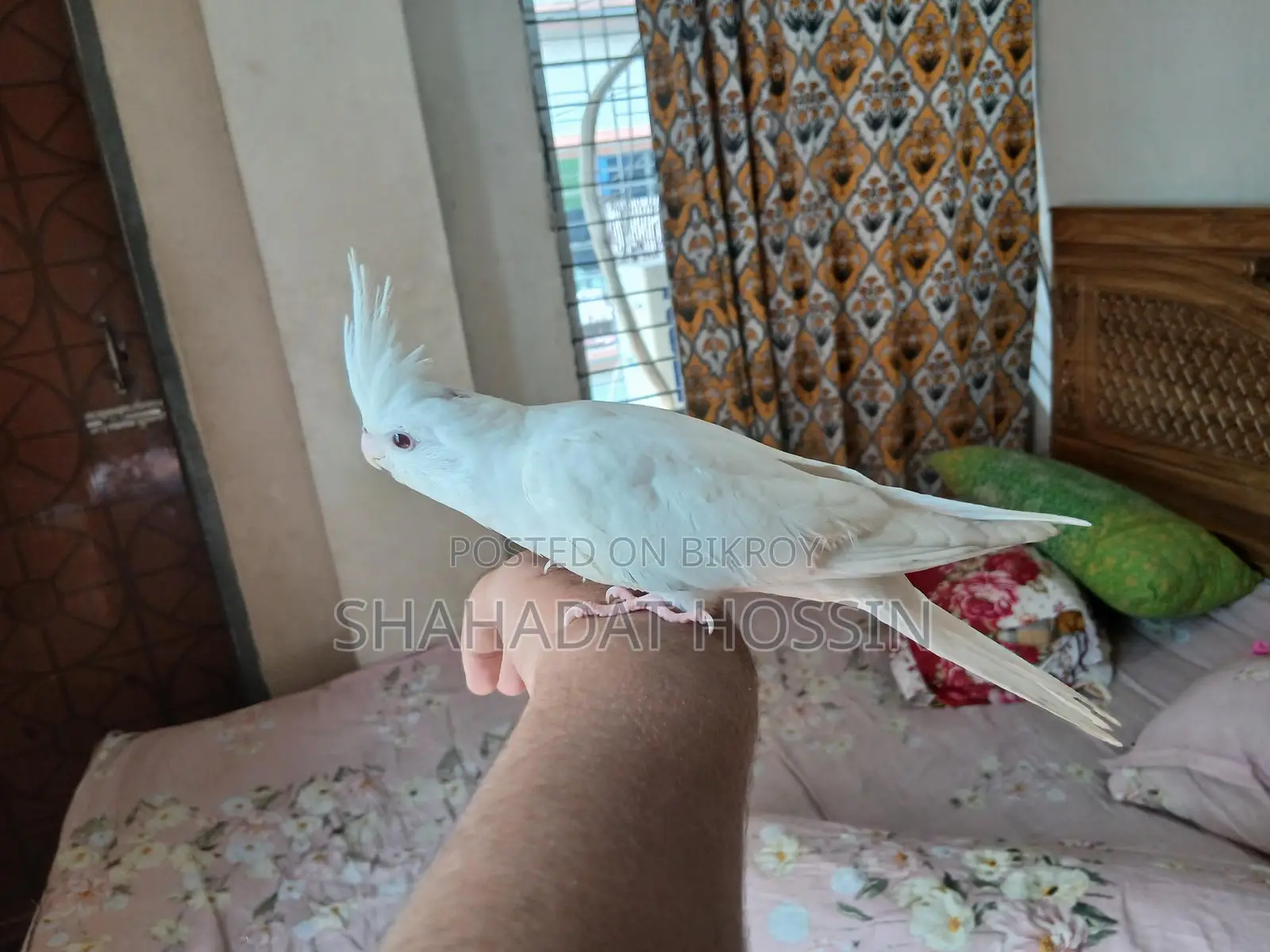 Red Eye Albino Cokatail