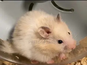 Syrian Hamster