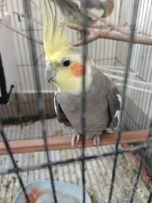 Cokatail