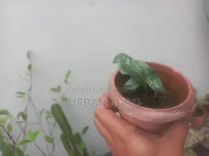 Indoor Plants