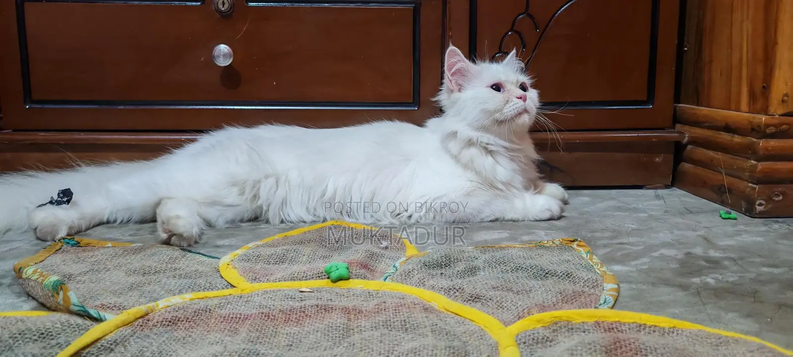 I want to sell my pet cat