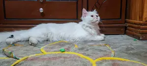 I want to sell my pet cat