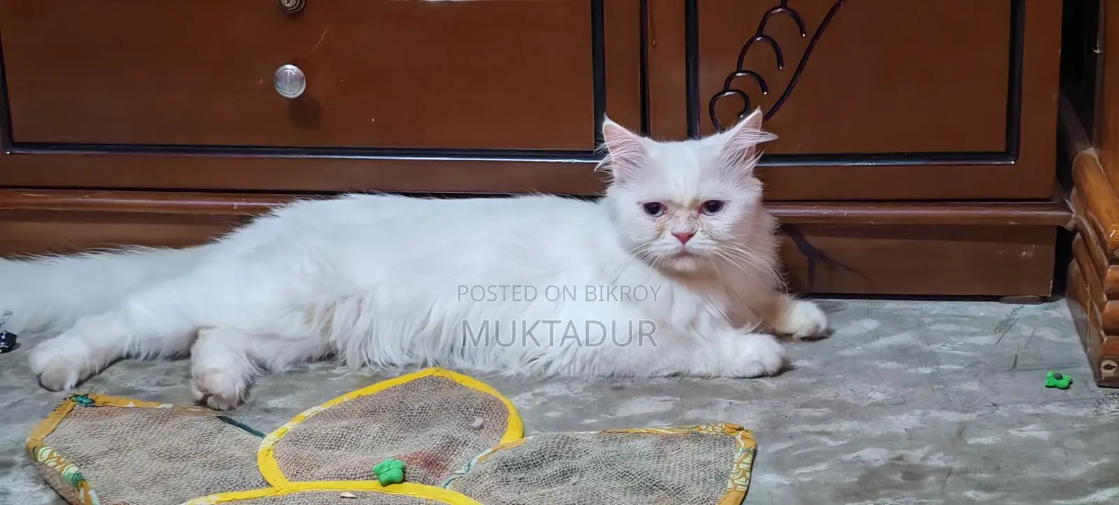 I want to sell my pet cat