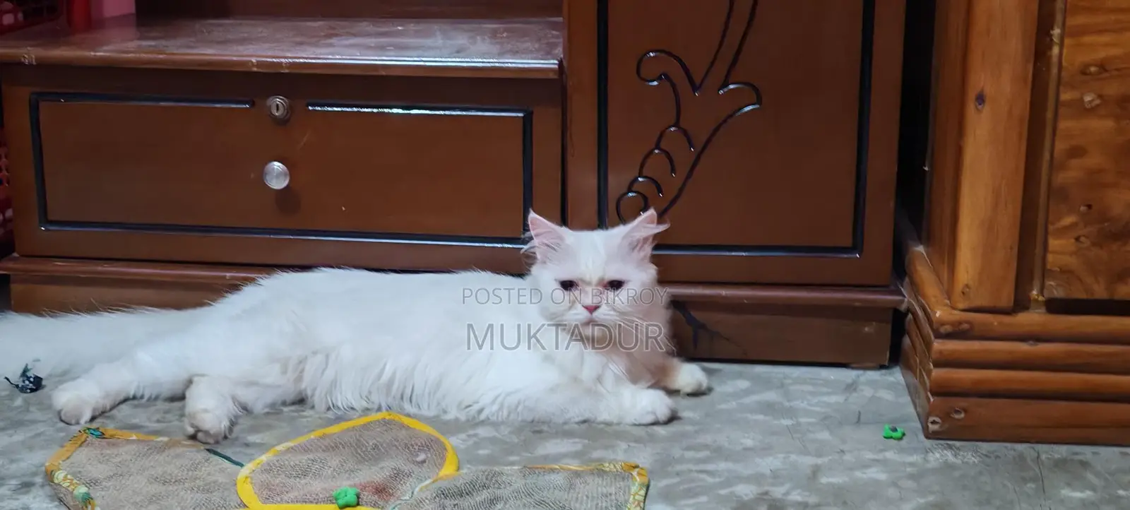 I want to sell my pet cat