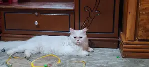 I want to sell my pet cat