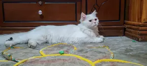 I want to sell my pet cat