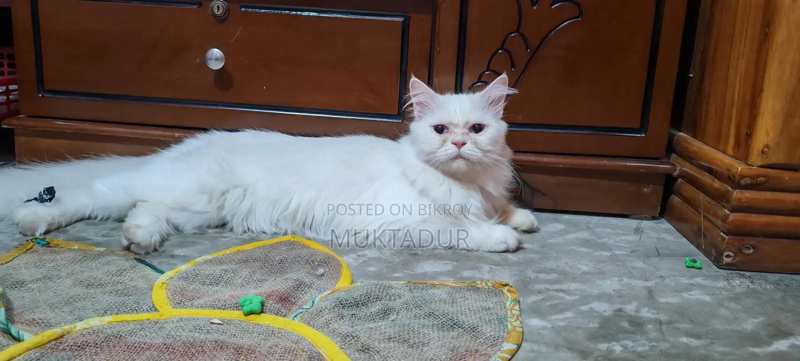 I want to sell my pet cat