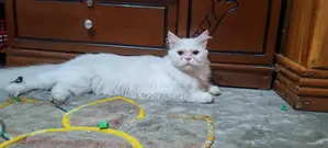 I want to sell my pet cat