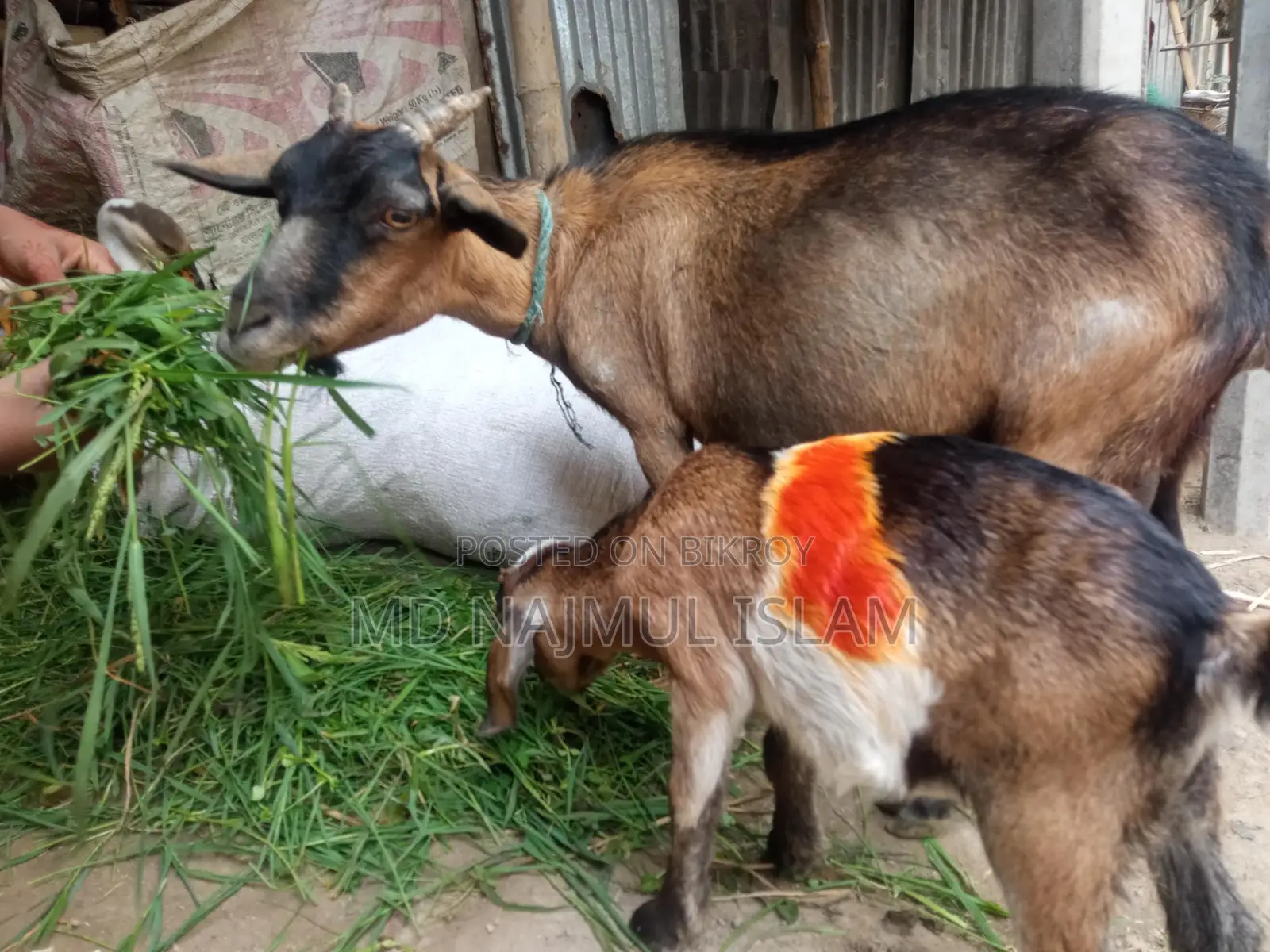 ২ টি ছাগল একসাথে বিক্রি হবে মাঝারি খাসি+বুড়ানি