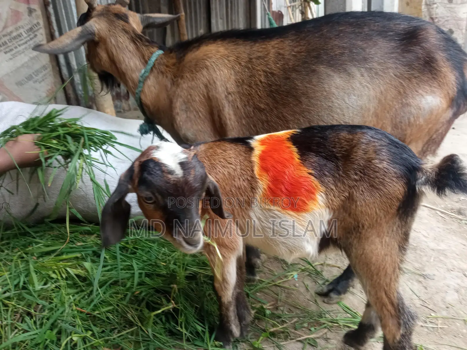 ২ টি ছাগল একসাথে বিক্রি হবে মাঝারি খাসি+বুড়ানি