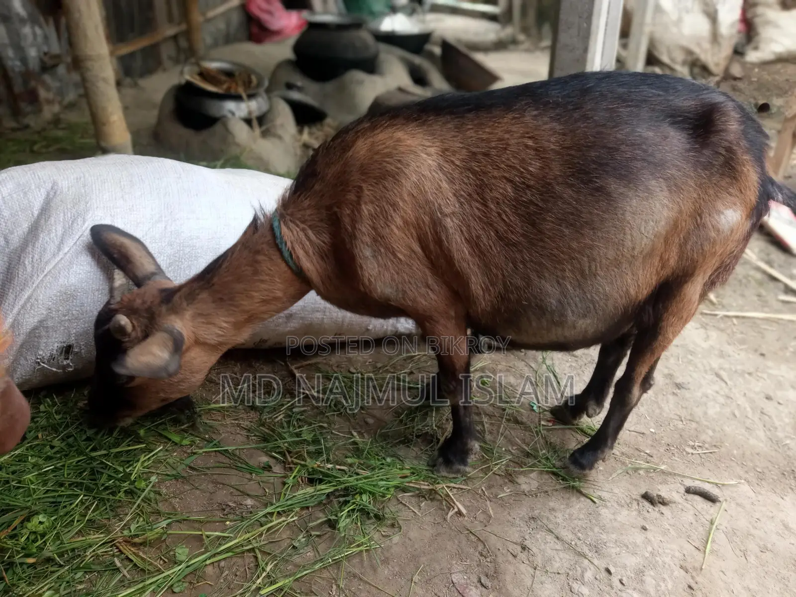 ২ টি ছাগল একসাথে বিক্রি হবে মাঝারি খাসি+বুড়ানি